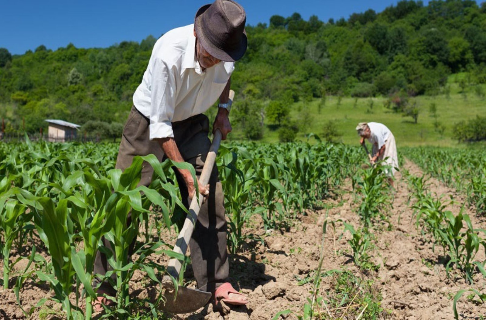 Sector agrario: Beneficios tributarios desde febrero 2026