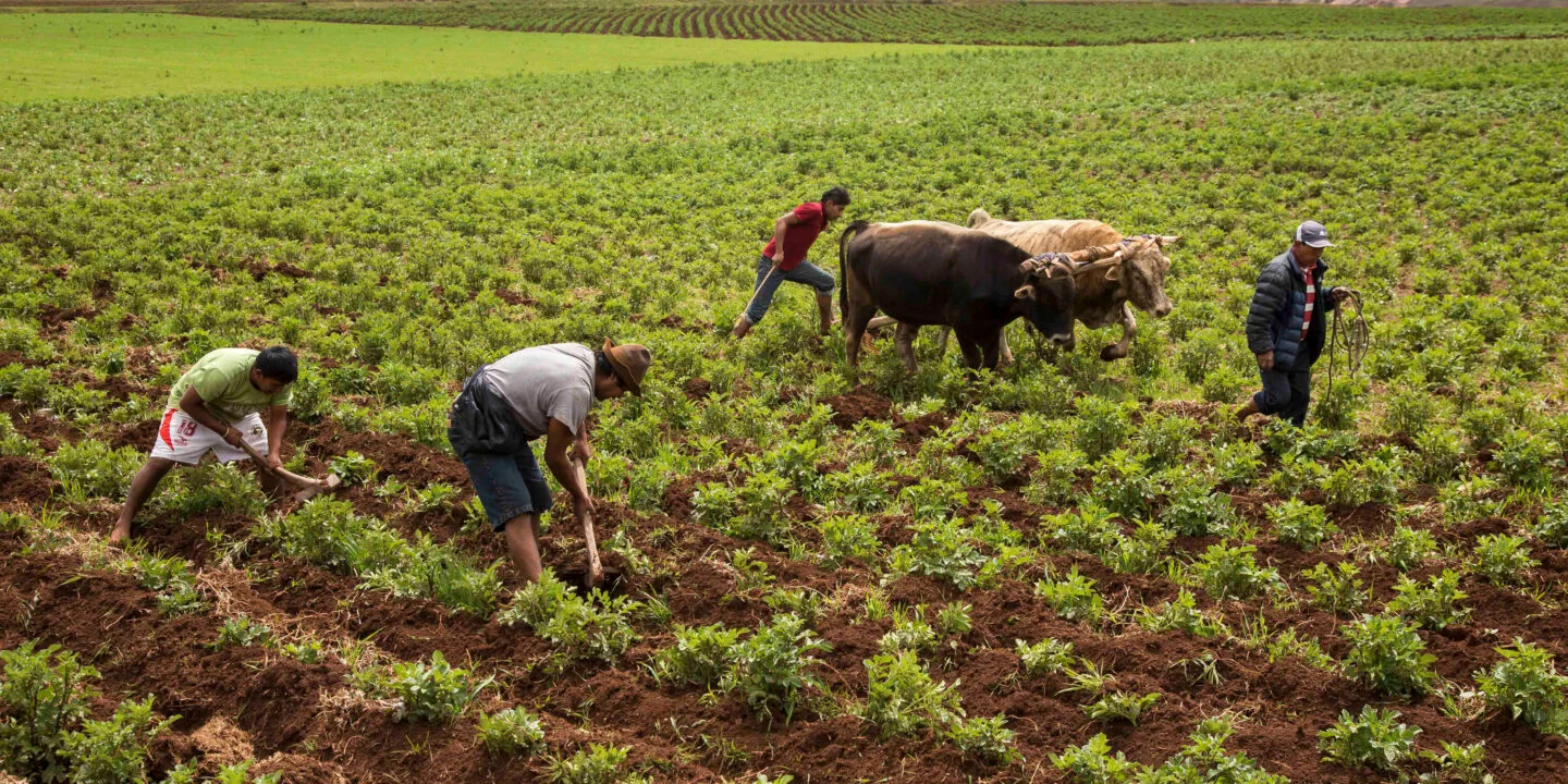 Nueva ley impulsa el agro peruano con beneficios fiscales